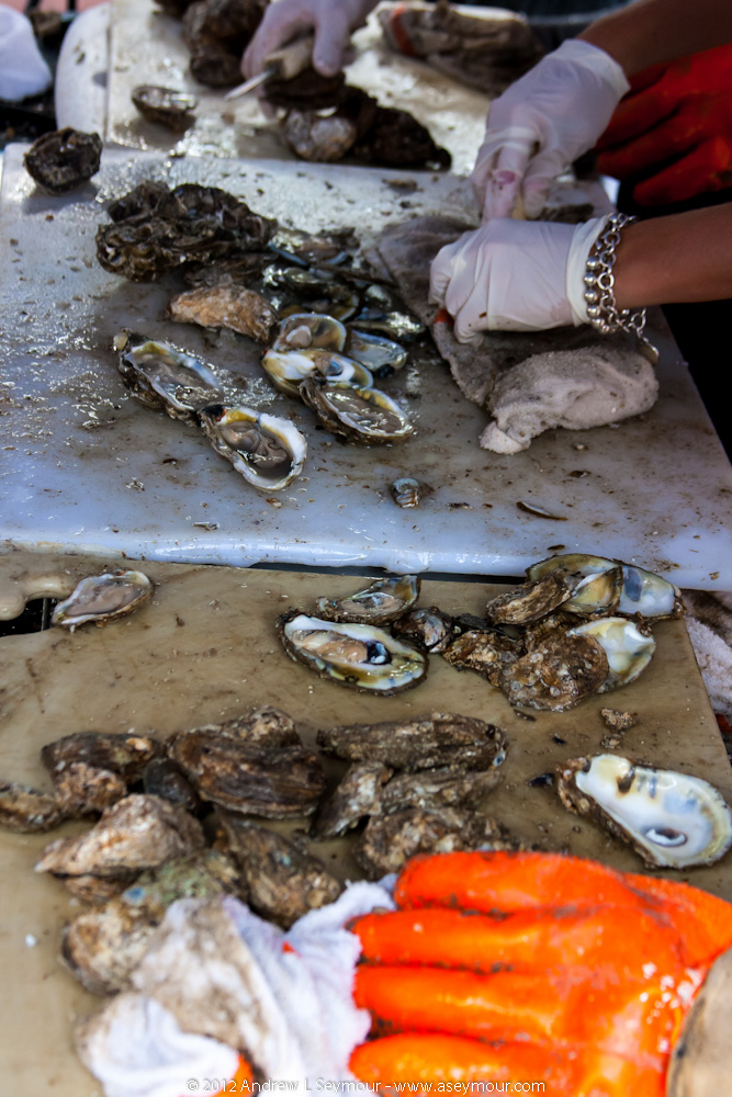 Shocking Oysters - Closeup Shocking Oysters - Closeup