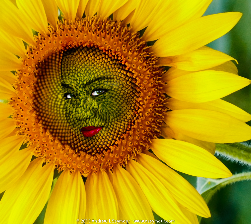 Sunflower Face