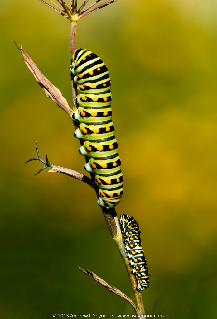 Swallowtail Butterfly larvae