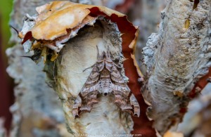 Male Lettered Sphinx Moth (Deidamia inscriptum)? 01