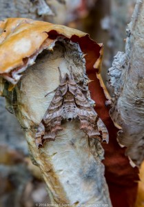 Male Lettered Sphinx Moth (Deidamia inscriptum)? 03