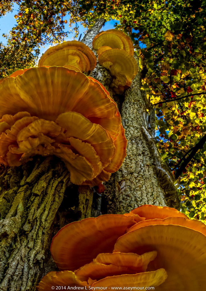Large Tree Mushroom