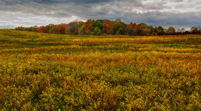 A Fall walk in the Peacedale Preserve