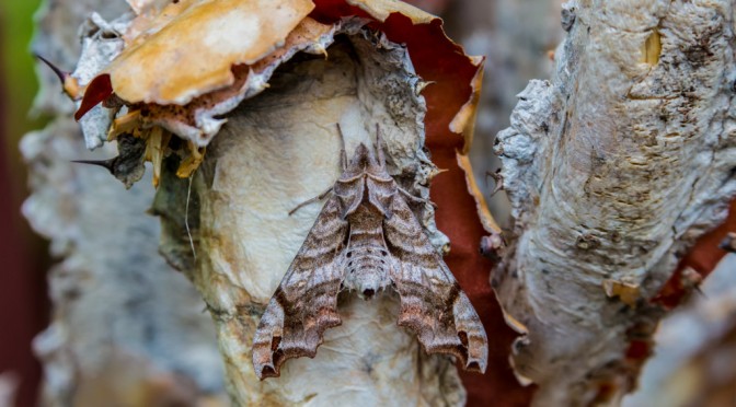 Cool Moth!