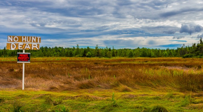 No Hunt Dear – Bar Harbor
