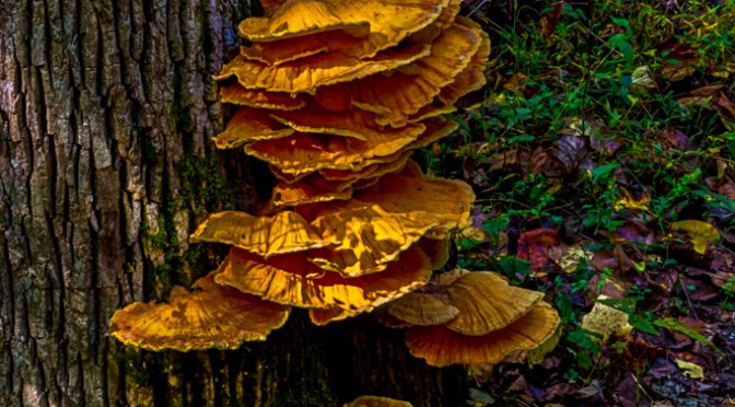 Large Tree Mushroom