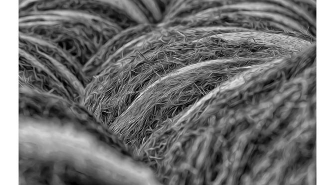 Fine Art prints done local